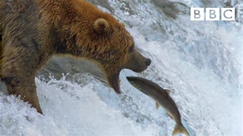 bear fishing|Grizzly bear's amazing salmon catching techniques .